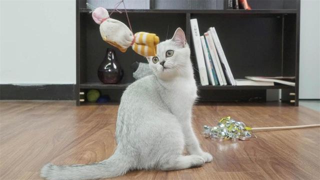 貓咪晚上都在幹嘛？貓咪活動很簡單，而且行為令人感動 