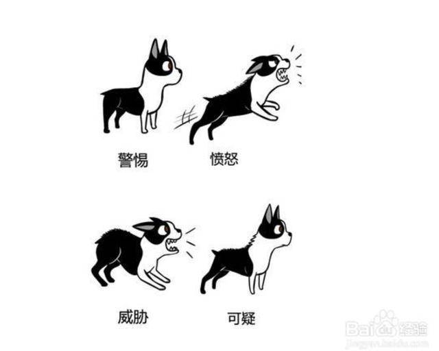 原來狗狗的這些動作，是這些意思