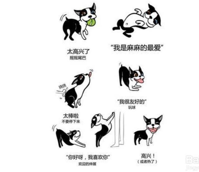 原來狗狗的這些動作，是這些意思