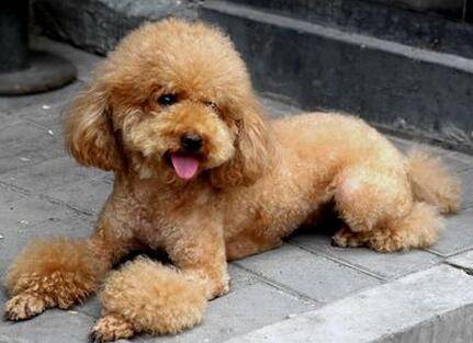 小編提醒你：這些行為如同在給貴賓犬「上刑」，勸你別犯！