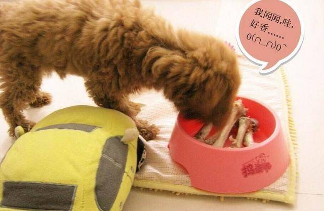 小編提醒你：這些行為如同在給貴賓犬「上刑」，勸你別犯！