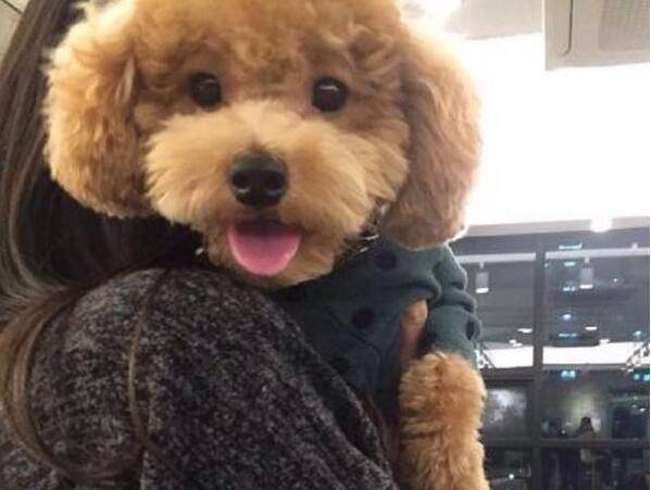 小編提醒你：這些行為如同在給貴賓犬「上刑」，勸你別犯！