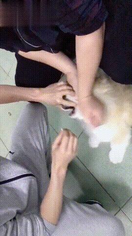 快速喂狗吃藥不費勁，強行掰開它的嘴，或者做戲精主人騙它