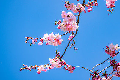 3月30號開始，財神爺庇佑，橫財正財進家門，萬事順心的5大生肖！