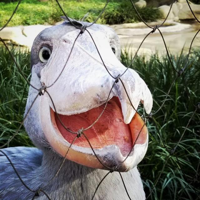 世界上最作的鳥，喜歡拔自己的羽毛送人，被譽為鳥藉的二哈