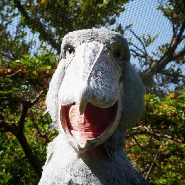 世界上最作的鳥，喜歡拔自己的羽毛送人，被譽為鳥藉的二哈