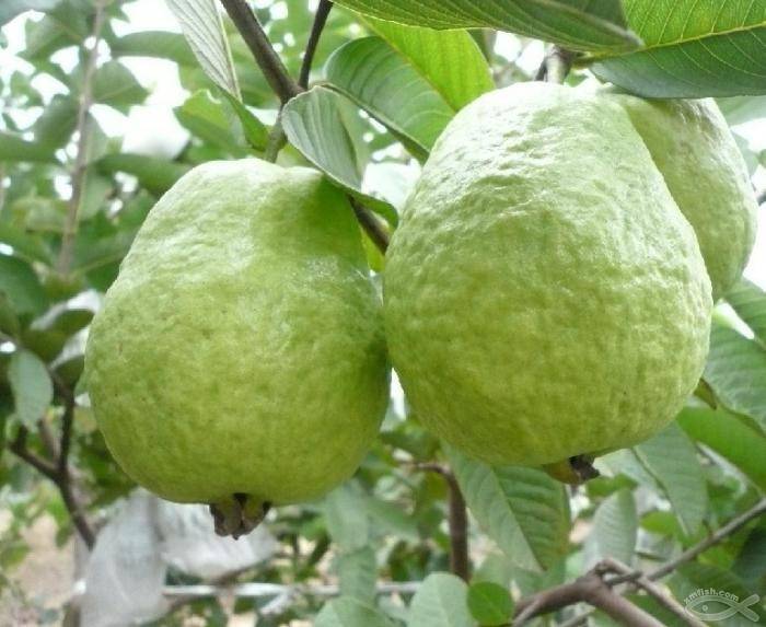 女人更要吃！8個「芭樂對身體的好處」不吃太可惜　還可以改善掉髮 