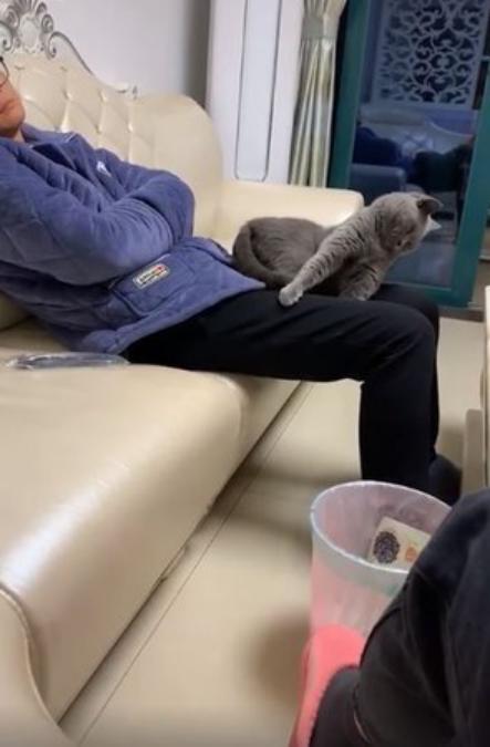 兒子反對獨居老爸養貓，冷戰數月後，卻發現了一個驚訝的事