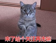 狗狗一生6大時期，要怎樣餵養呢？