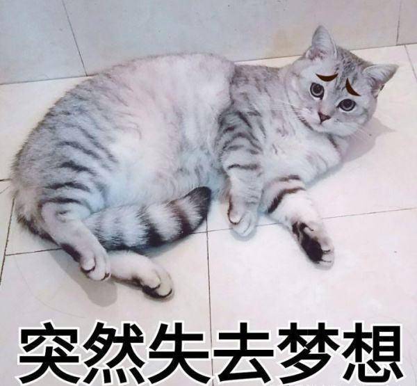 超搞笑的寵物名，一個比一個有故事，你家主子叫啥？