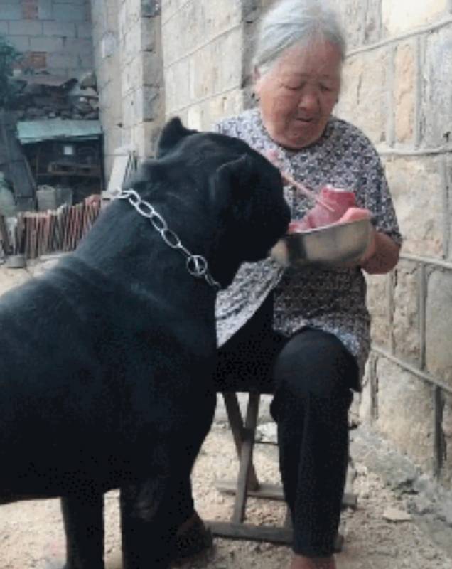 阿婆將孫子送的狗狗當寶貝，只要有好吃的就給牠吃，一年後狗狗大變樣，稱霸村子