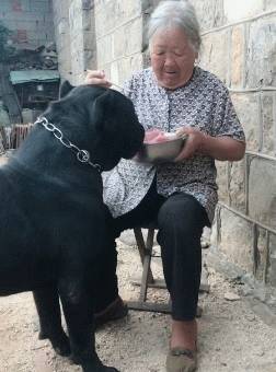 阿婆將孫子送的狗狗當寶貝，只要有好吃的就給牠吃，一年後狗狗大變樣，稱霸村子