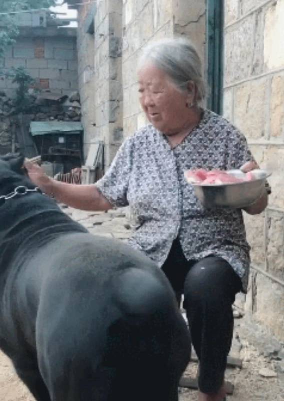 阿婆將孫子送的狗狗當寶貝，只要有好吃的就給牠吃，一年後狗狗大變樣，稱霸村子