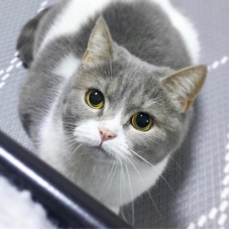 喵界網美「天生完美零死角」360度萌翻天　「正臉照」讓人想秒抱緊處理！