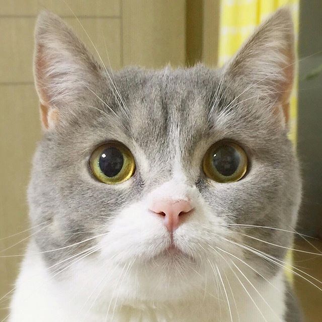喵界網美「天生完美零死角」360度萌翻天　「正臉照」讓人想秒抱緊處理！