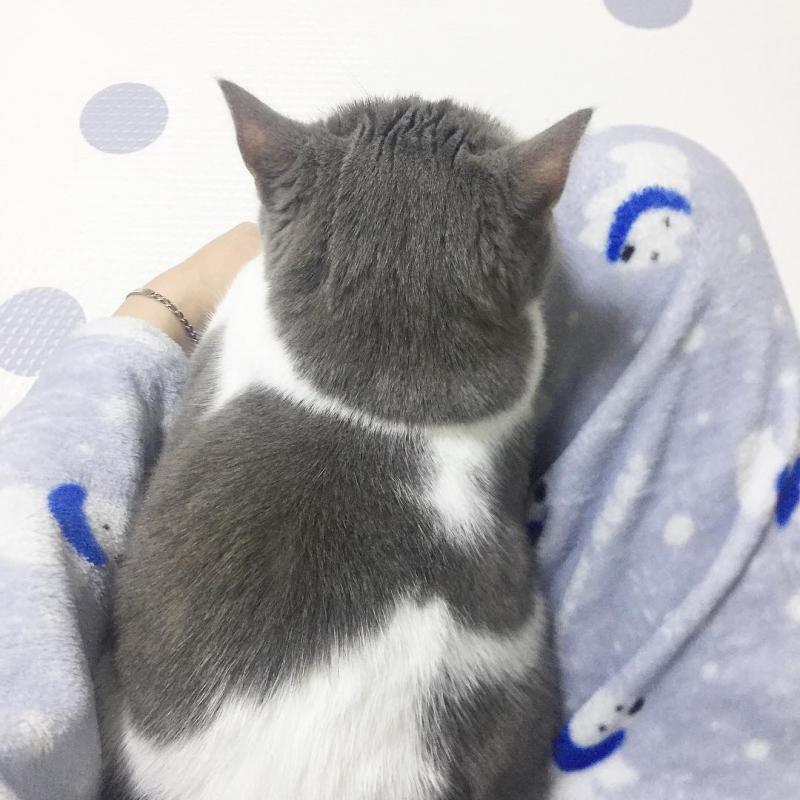 喵界網美「天生完美零死角」360度萌翻天　「正臉照」讓人想秒抱緊處理！