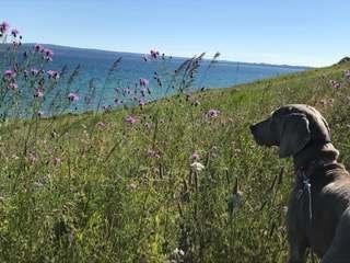 狗狗患上分離焦慮，沒人在家就自殘，主人一招解決的狗狗焦慮問題