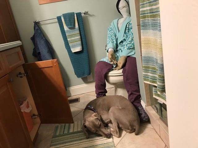 狗狗患上分離焦慮，沒人在家就自殘，主人一招解決的狗狗焦慮問題