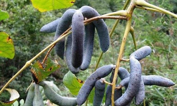 他在山中看到這超怪異東西，外表藍紫色、形狀像爪子、剝開內部有夠噁心，沒想到卻「差點就錯過了」！