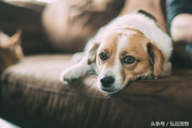 你一定要知道，這些現象代表著狗狗正在「求救」
