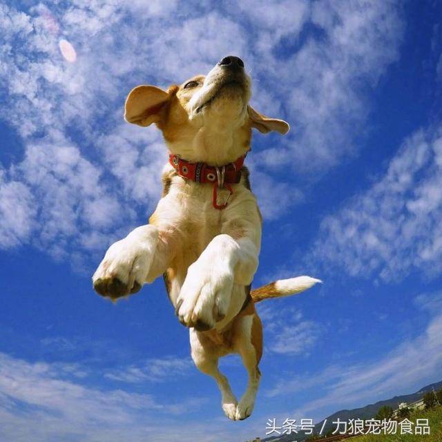 如果狗狗「出現這10個小動作」　那就代表牠真的很愛你～