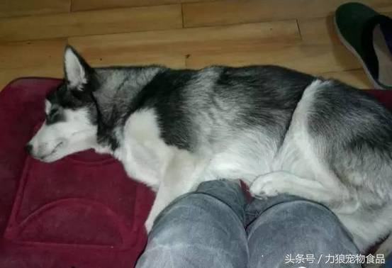 如果狗狗「出現這10個小動作」　那就代表牠真的很愛你～