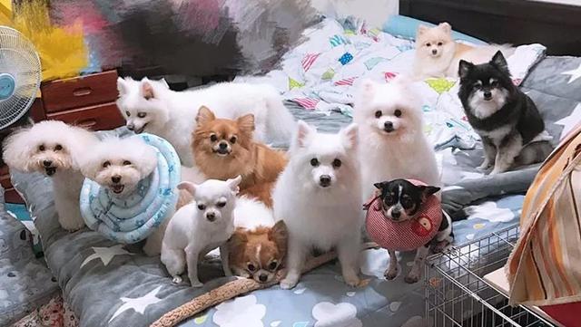 家中起火9隻狗狗被嗆身亡，主人看到床頭的插座泣不成聲