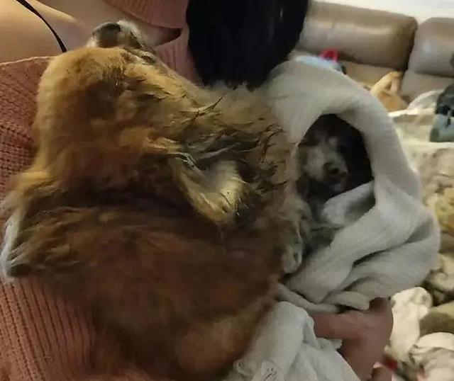 家中起火9隻狗狗被嗆身亡，主人看到床頭的插座泣不成聲