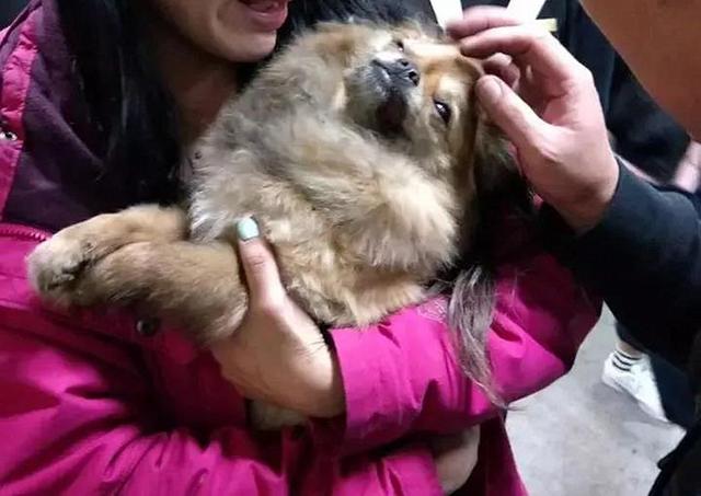 家中起火9隻狗狗被嗆身亡，主人看到床頭的插座泣不成聲