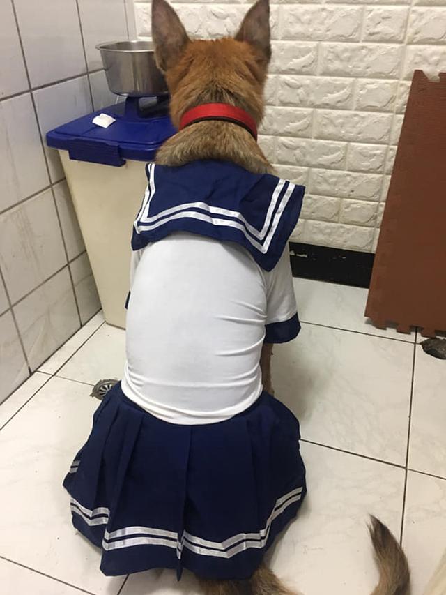 自家狗子最常做的奇葩事，你家狗子上榜幾條？