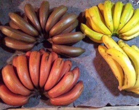 世上「最稀有」的5種水果，很多人沒見過，你見過幾種呢？