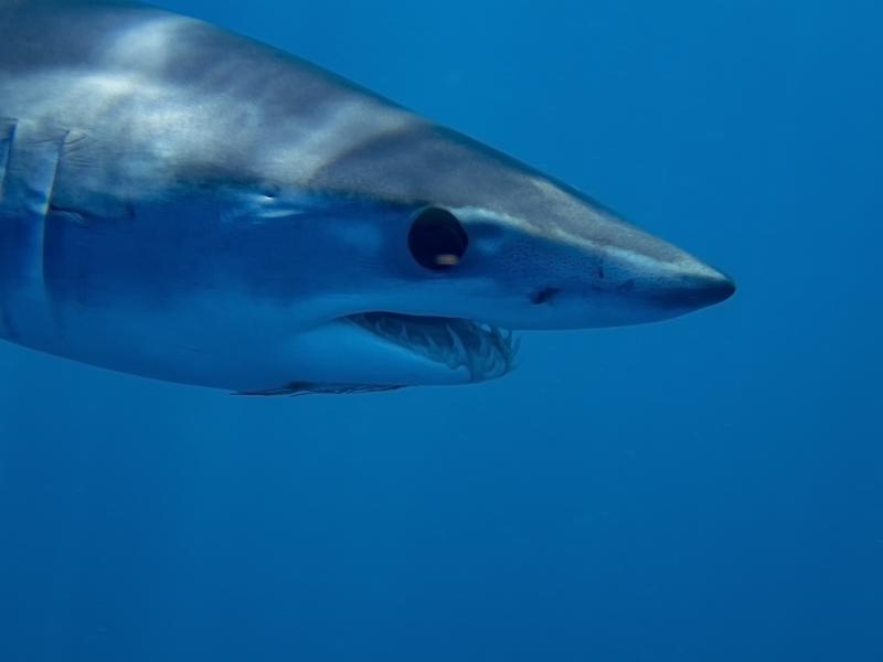 100公斤深海巨獸「時速74公里逃不掉」，身軀遭吞噬僅剩頭...釣客驚呆了！