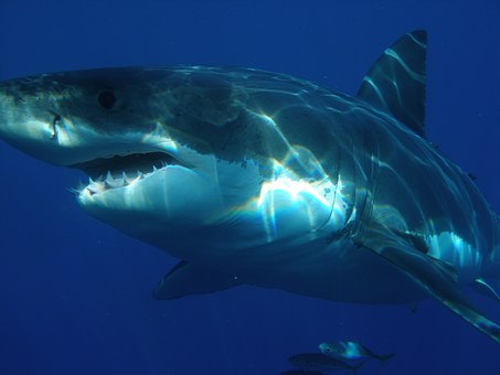 100公斤深海巨獸「時速74公里逃不掉」，身軀遭吞噬僅剩頭...釣客驚呆了！