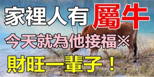 生肖牛：誰家有屬牛的，就在今天，趕緊為他接福，今天接了，財運旺一輩子