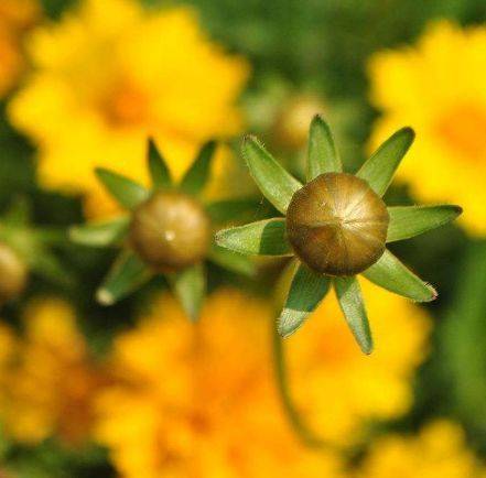 4月3號起橫財如雨，好事臨門，財運滾滾，不缺錢花，富貴難擋的5大生肖！
