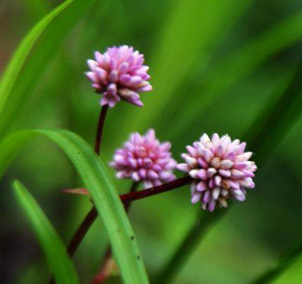 4月3號起橫財如雨，好事臨門，財運滾滾，不缺錢花，富貴難擋的5大生肖！