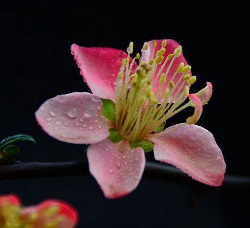4月3號起橫財如雨，好事臨門，財運滾滾，不缺錢花，富貴難擋的5大生肖！