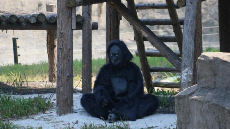 動物園猩猩竟真是「工讀生」！家長怒批：花錢來看這個？ 
