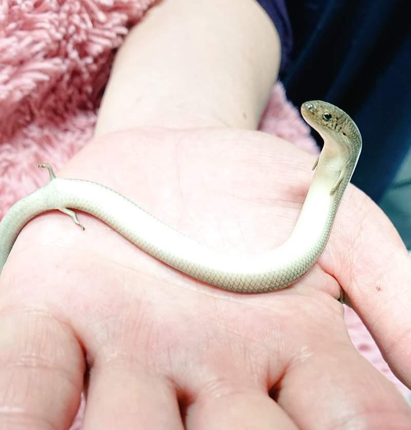 真實版「畫蛇添足」超萌小生物！小手小腳「笨笨進食畫面」網笑瘋：成語是真的～