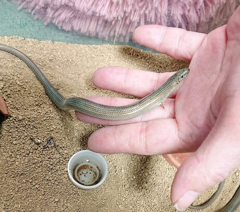 真實版「畫蛇添足」超萌小生物！小手小腳「笨笨進食畫面」網笑瘋：成語是真的～