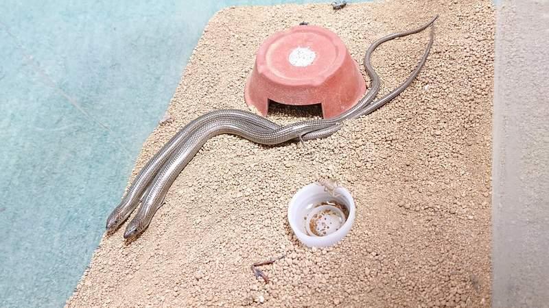 真實版「畫蛇添足」超萌小生物！小手小腳「笨笨進食畫面」網笑瘋：成語是真的～