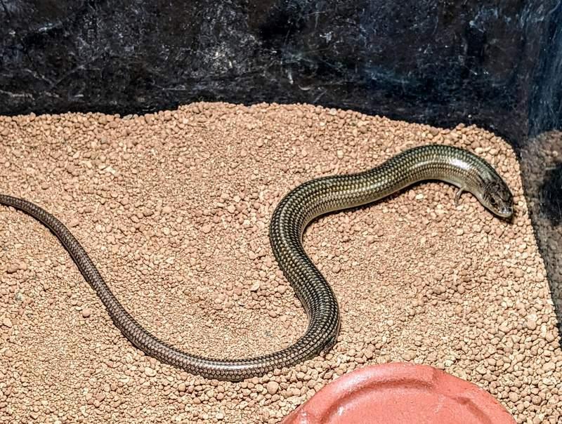真實版「畫蛇添足」超萌小生物！小手小腳「笨笨進食畫面」網笑瘋：成語是真的～