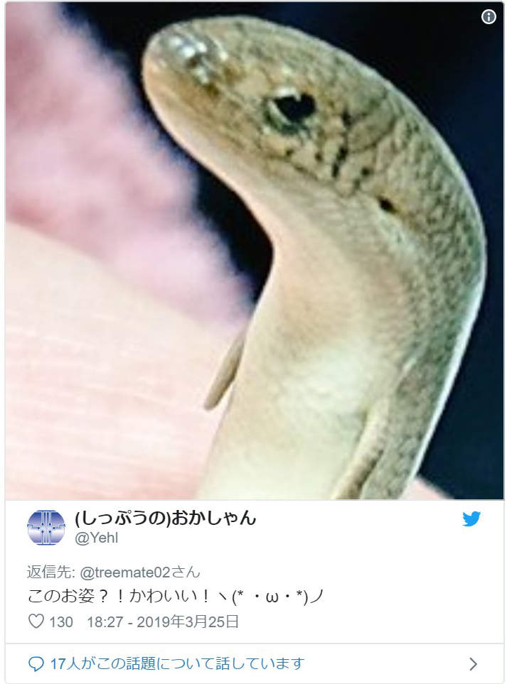真實版「畫蛇添足」超萌小生物！小手小腳「笨笨進食畫面」網笑瘋：成語是真的～