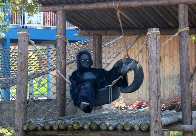 動物園猩猩真是工讀生！　遊客怒：兩人穿道具服上躥下跳
