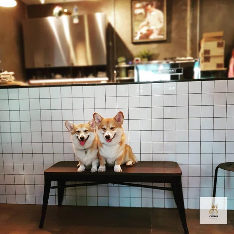 泰國「短腿店員咖啡廳」萌出新角度！「一團團餵食畫面」讓基粉少女心噴發：被療癒惹(*´∀`)~♥