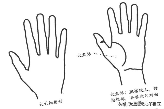 看五指形狀，知五臟情況，調五臟疾病（掌中健康乾坤三）