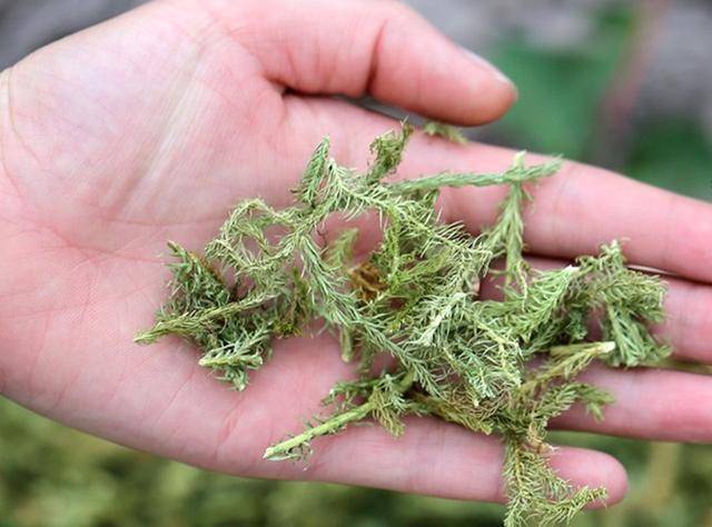 【伸筋草】的神奇功效與作用治關節酸痛及四肢麻木，有關節痛的人一定要知道