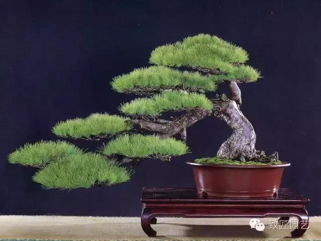 盆景造型基礎技術：盆景四大造型技法詳解