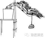 盆景造型基礎技術：盆景四大造型技法詳解