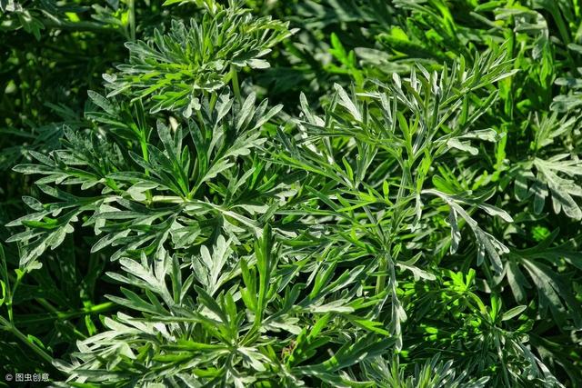 艾葉有哪些功效？看看中藥專家怎麼說